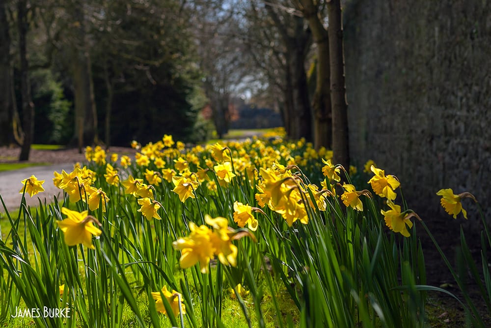 Kilkenny Castle Park with daffodils in spring