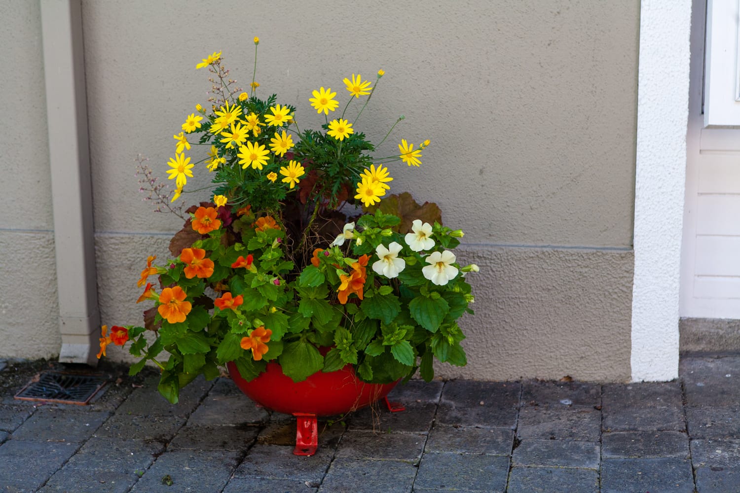 Courtyard flowers in bloom